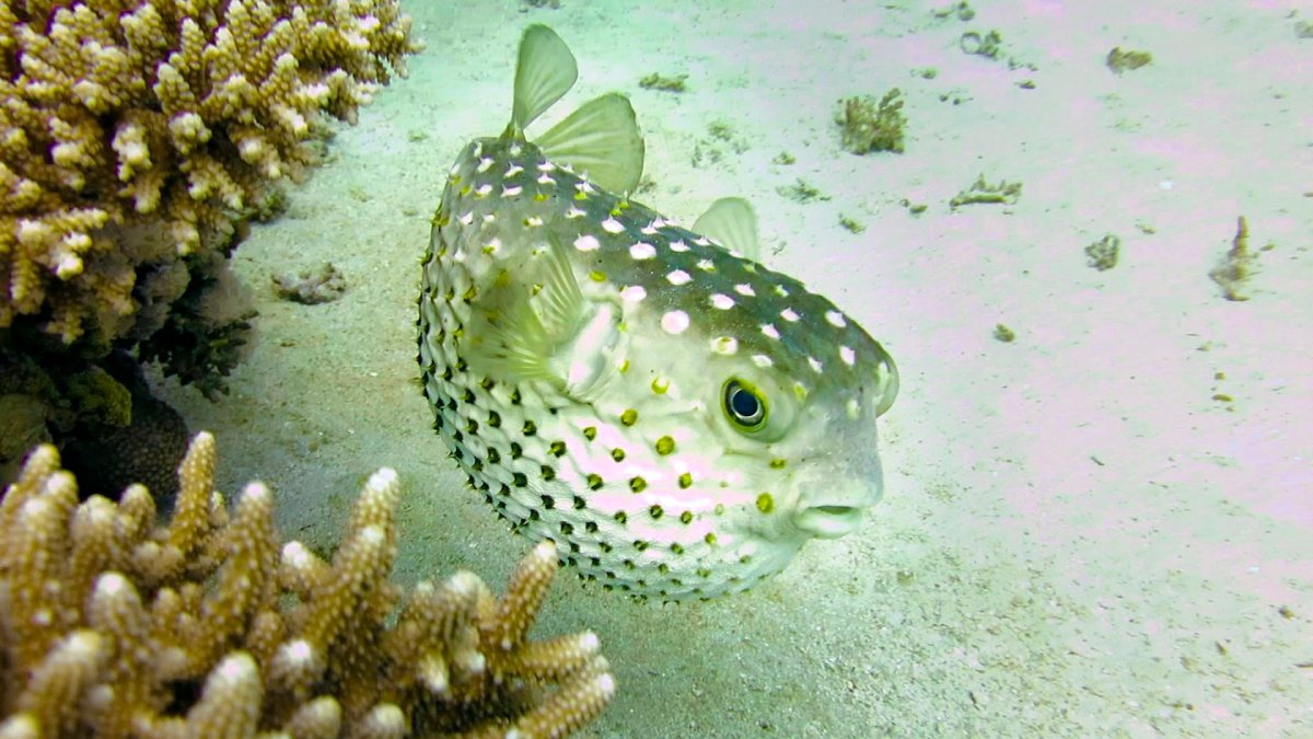 Маленькая рыбка фугу