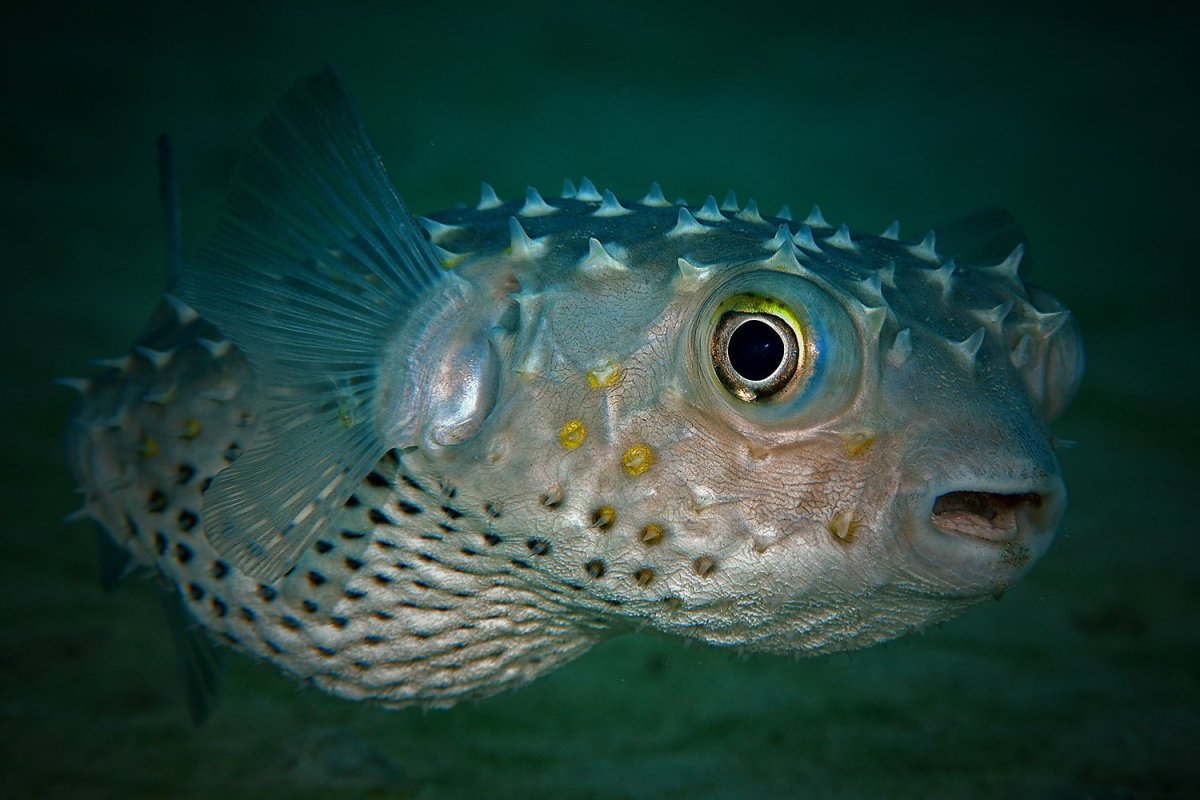 Иглобрюх фугу