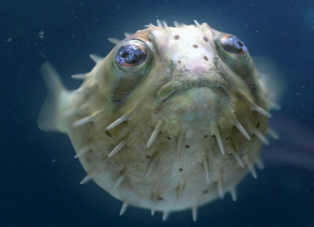 Желтая рыба шар