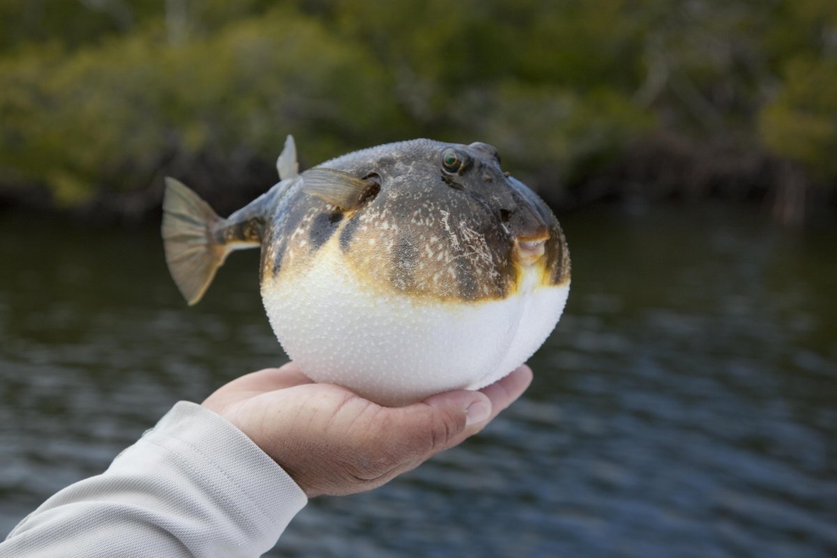 Рыба Пуффер