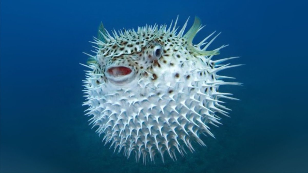 Рыбка с пузырём на голове