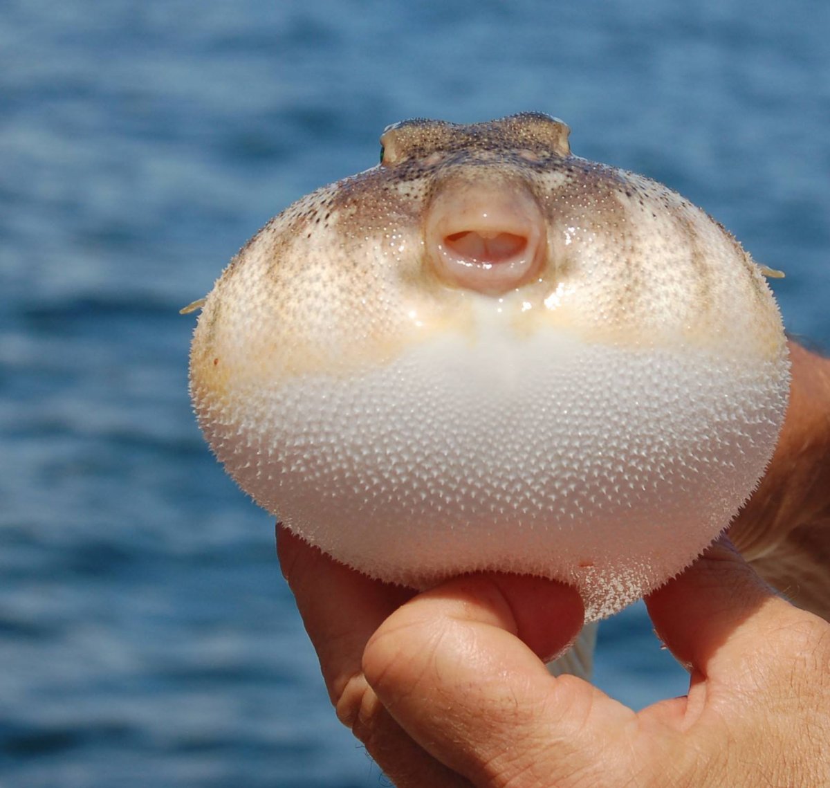 Рыба Pufferfish