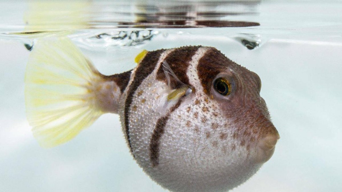 Недовольная рыба фугу