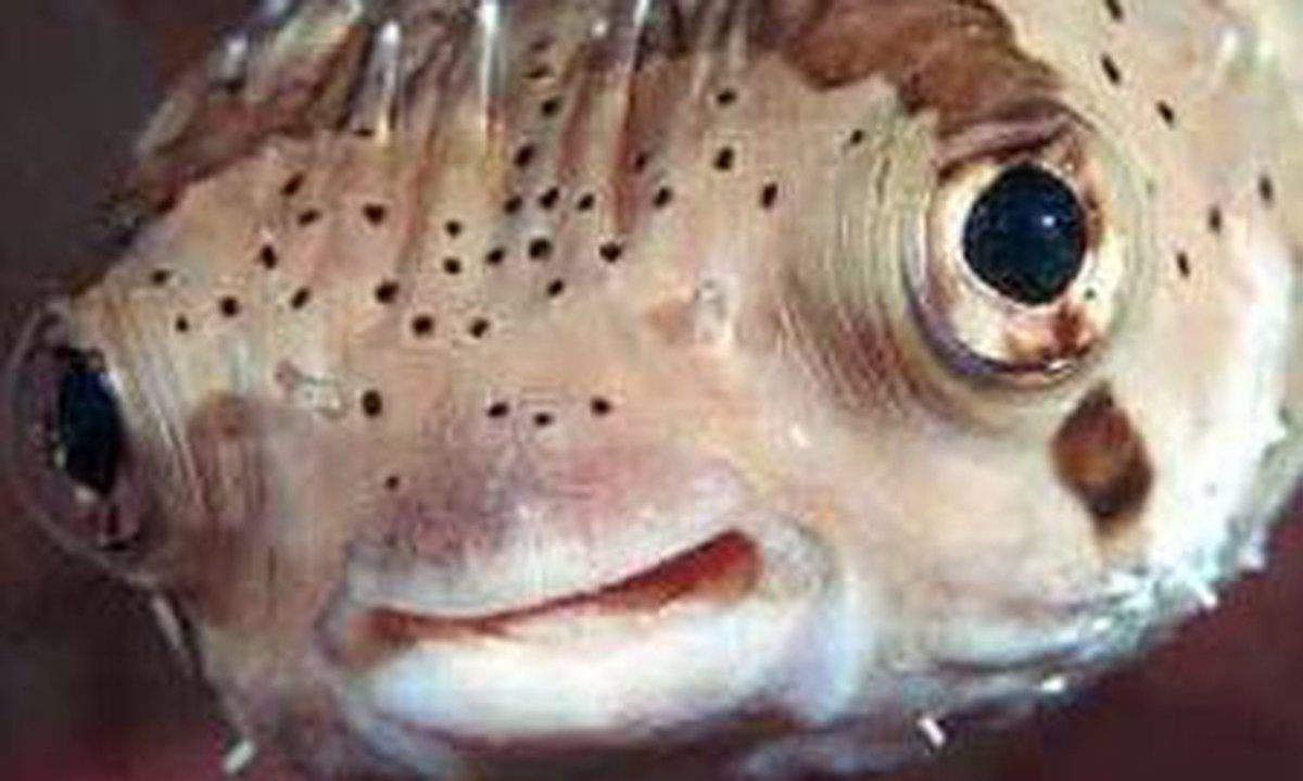 Фугу с шипами