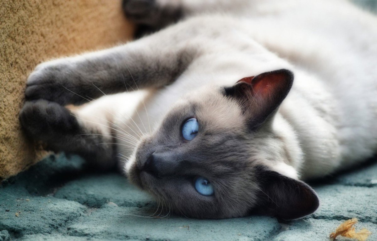 Сиамская голубоглазая кошка