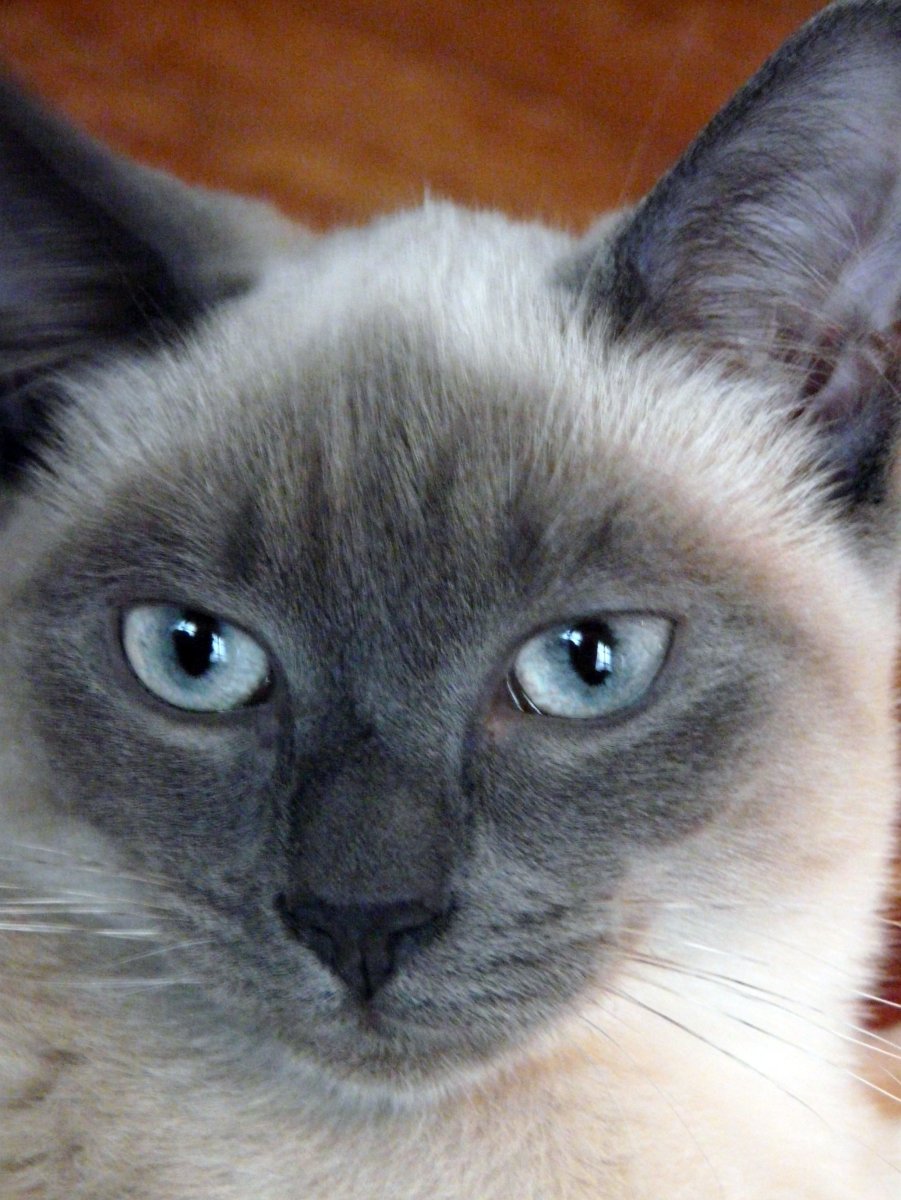 Сиамский кот серый