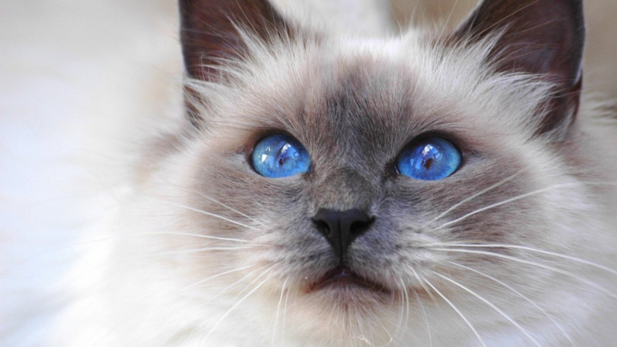 Балинезийская кошка Сиамская кошка голубые глаза