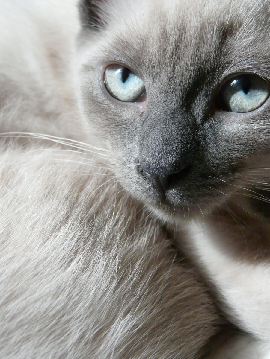 Сиамская кошка серая