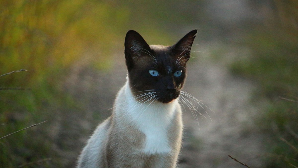 Сиамский кот
