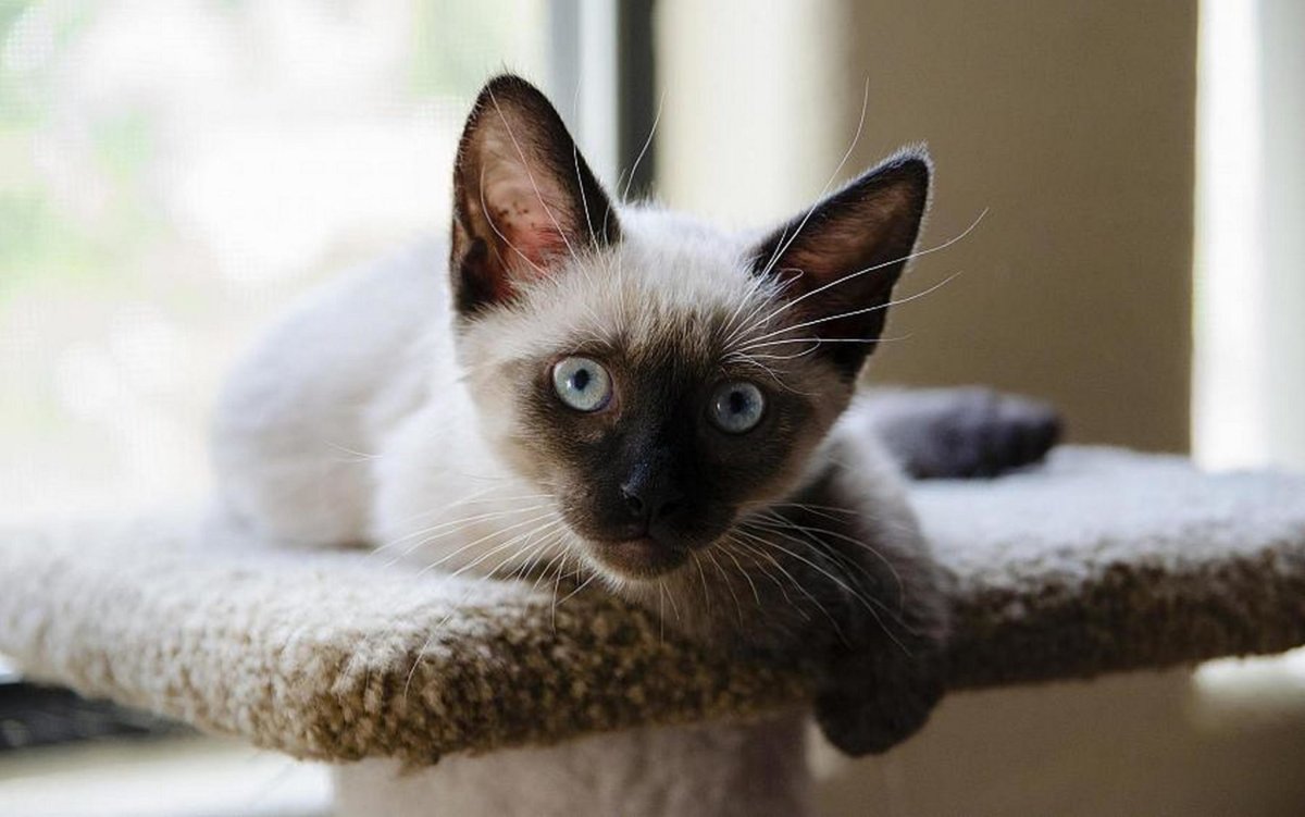 Красный сиамский кот