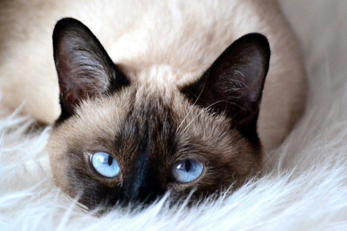 Сиамские коты фото на голубом покрывале