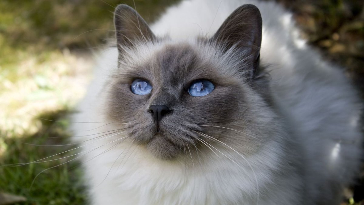 Балинезийский Рэгдолл