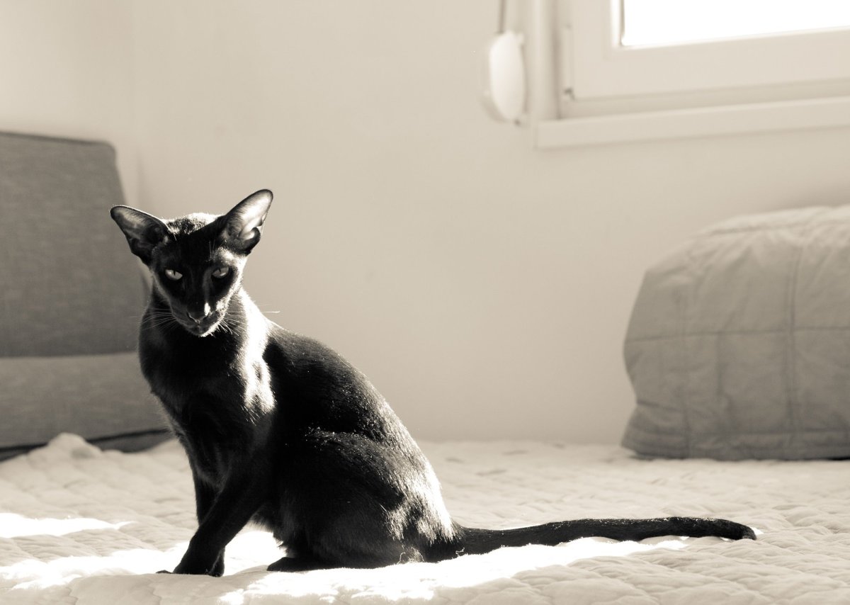 Охос азулес кошка