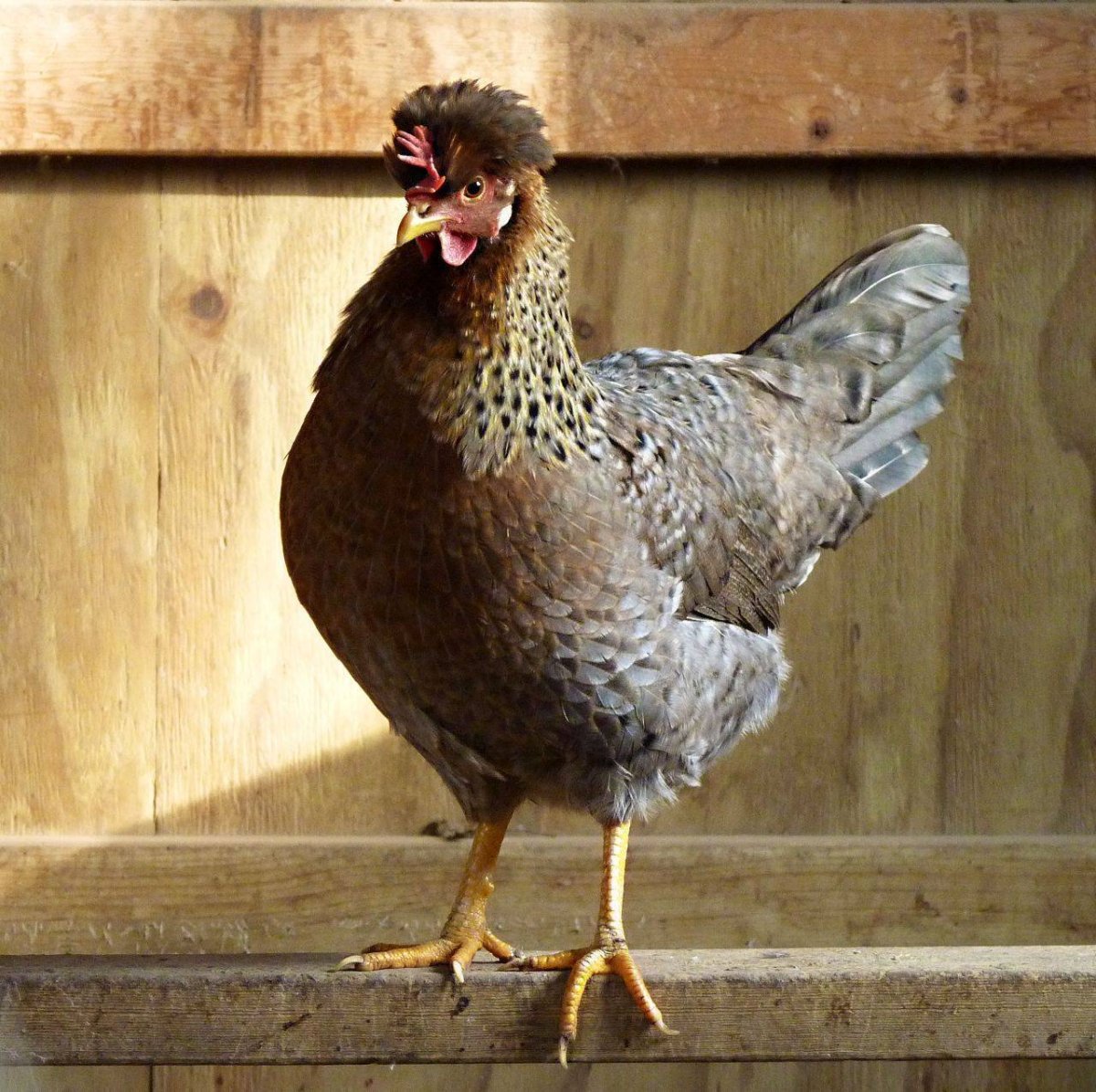 Легбар хохлатый