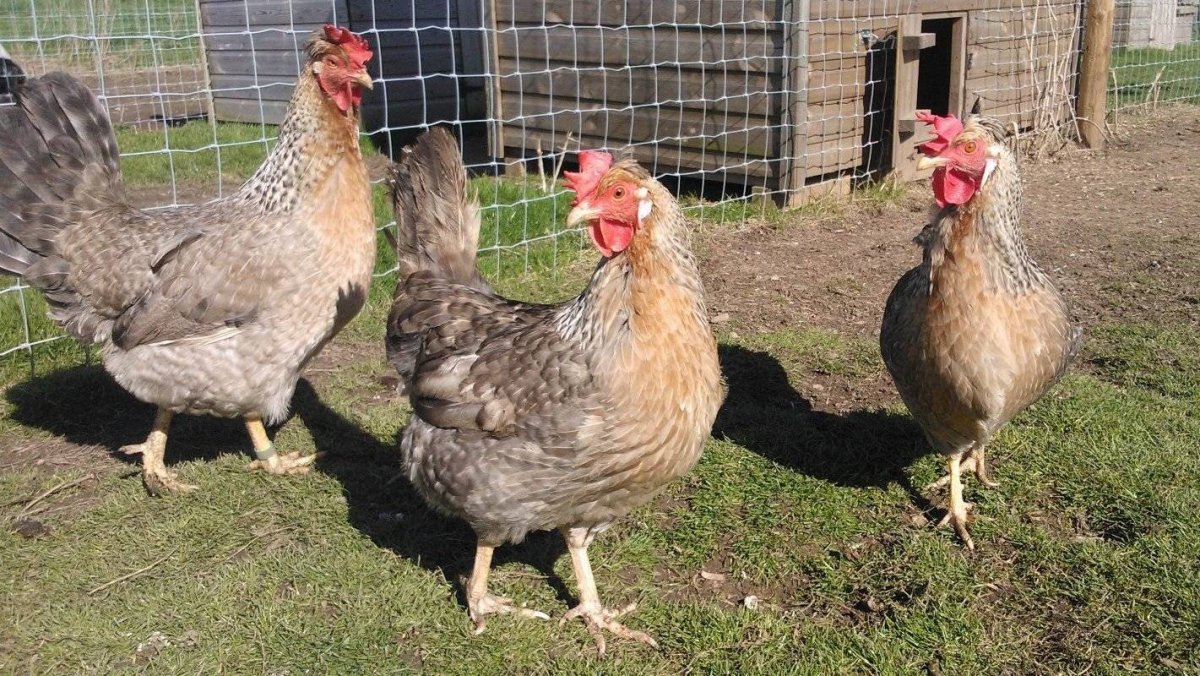 Легбар + Орпингтон