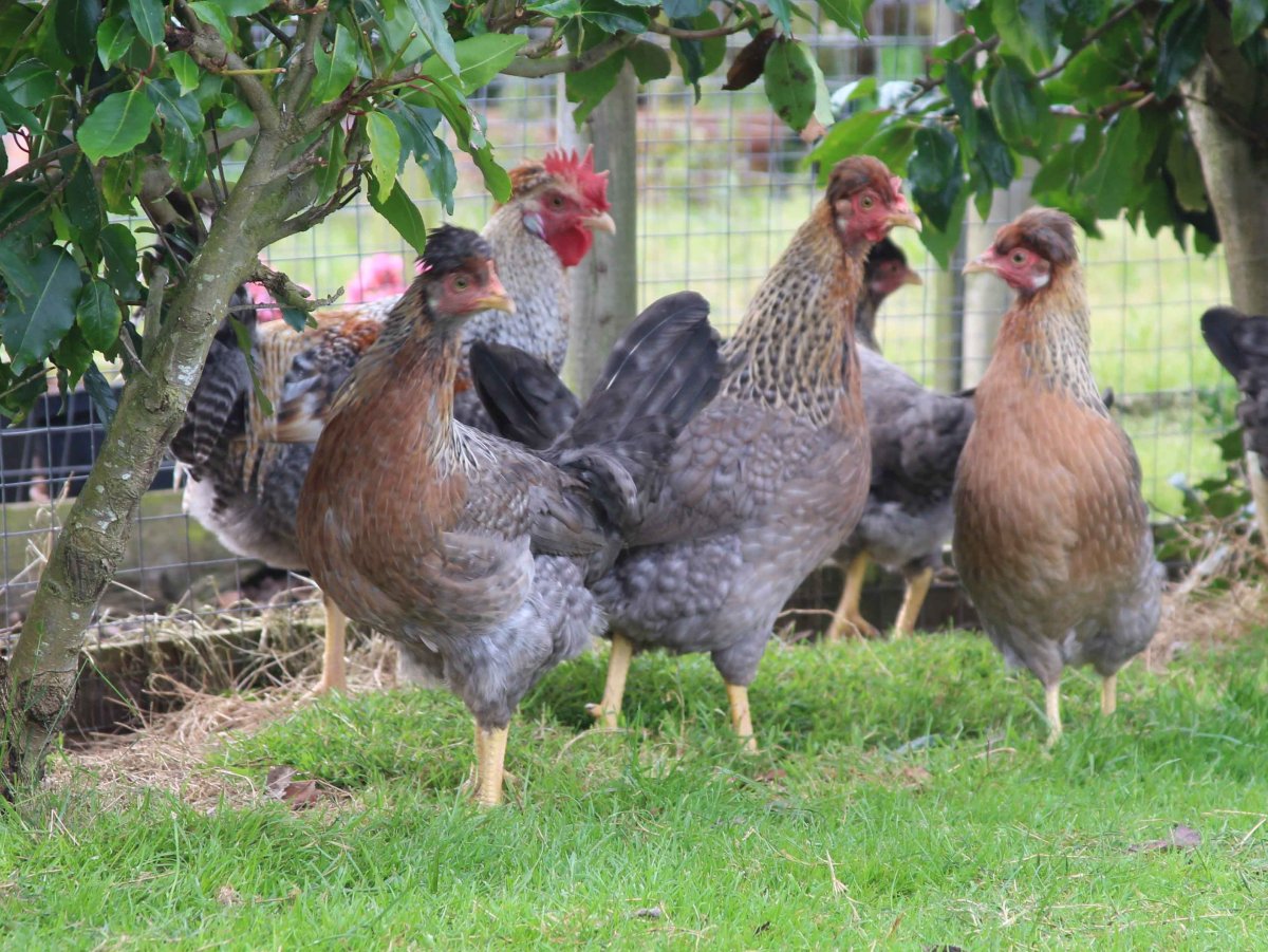 Легбар порода кур