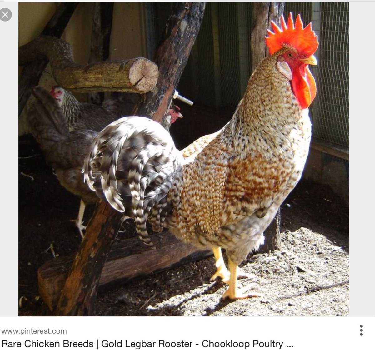 Золотой Легбар