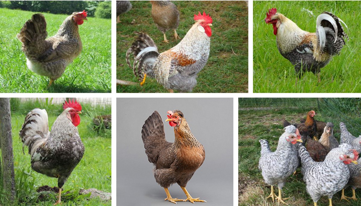 Куры порода Легбар белый