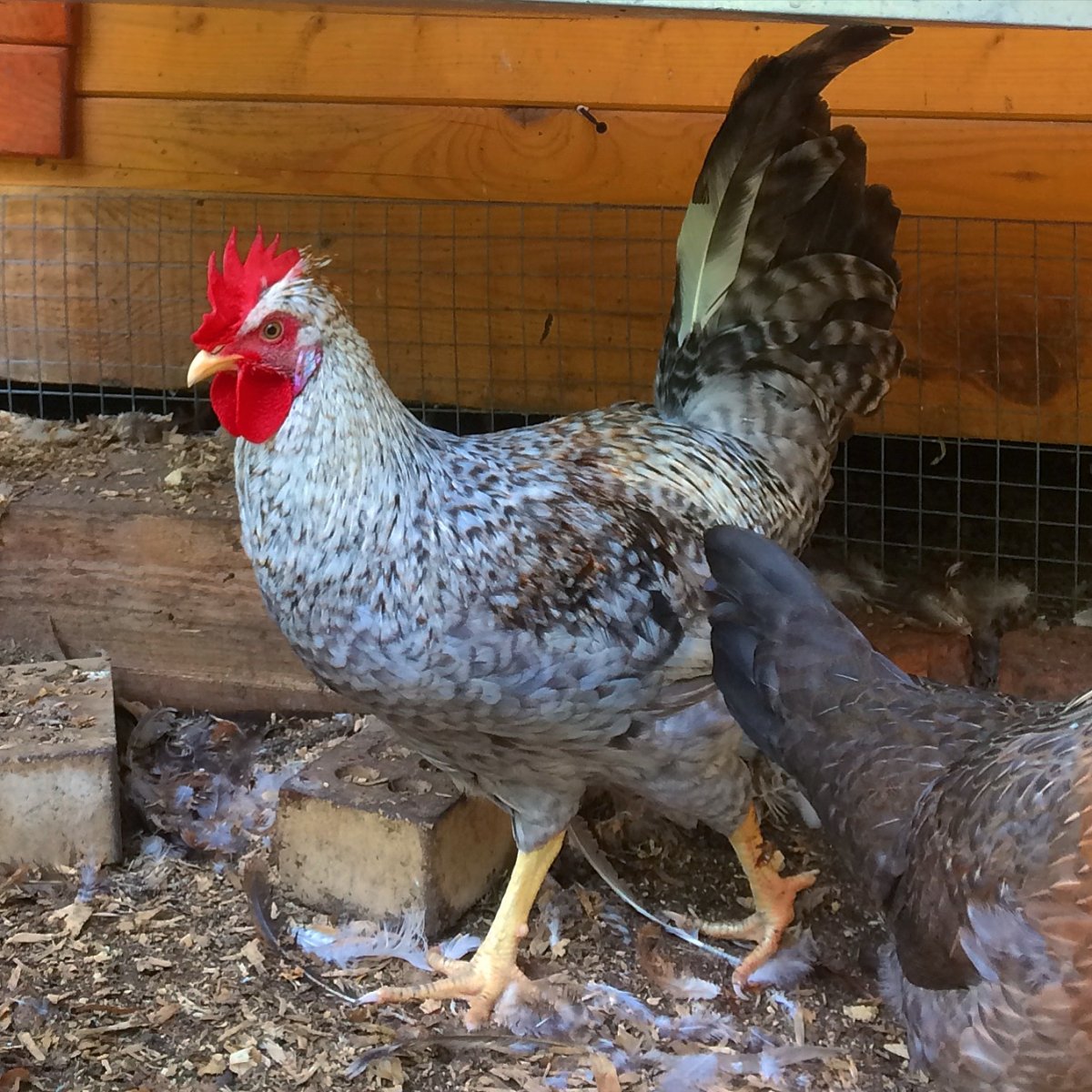 Куры Легбар