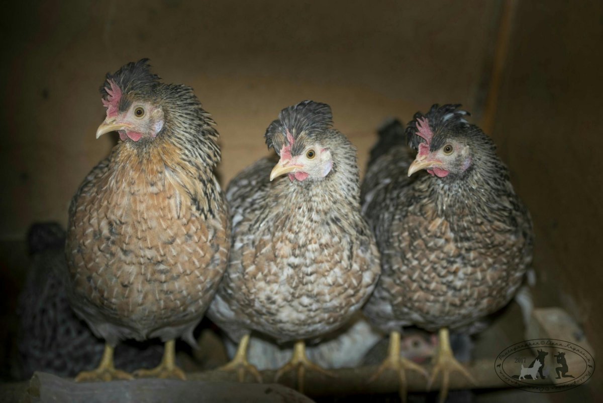 Цыплята Легбар