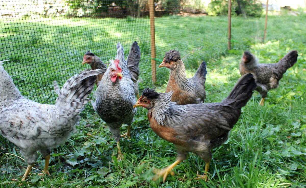 Цыплята Легбар