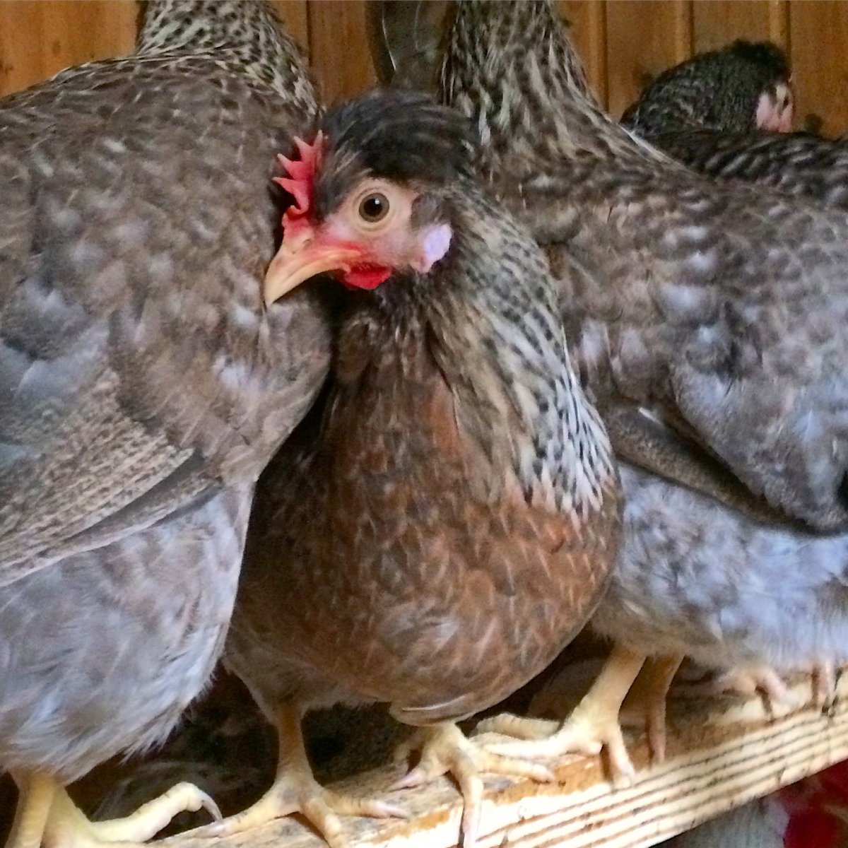 Легбар Маран