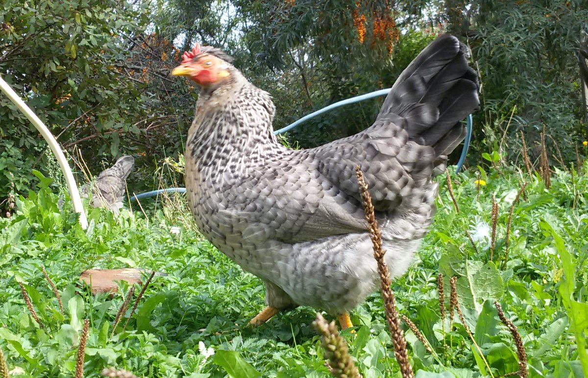 Яйца кур Легбар