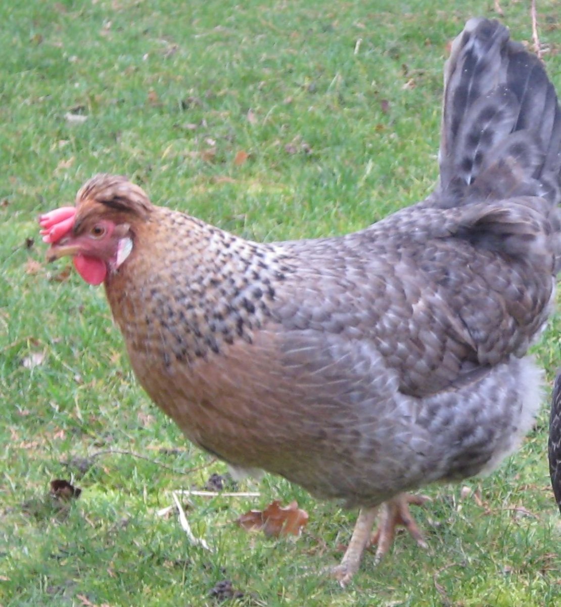 Легбар Доминант