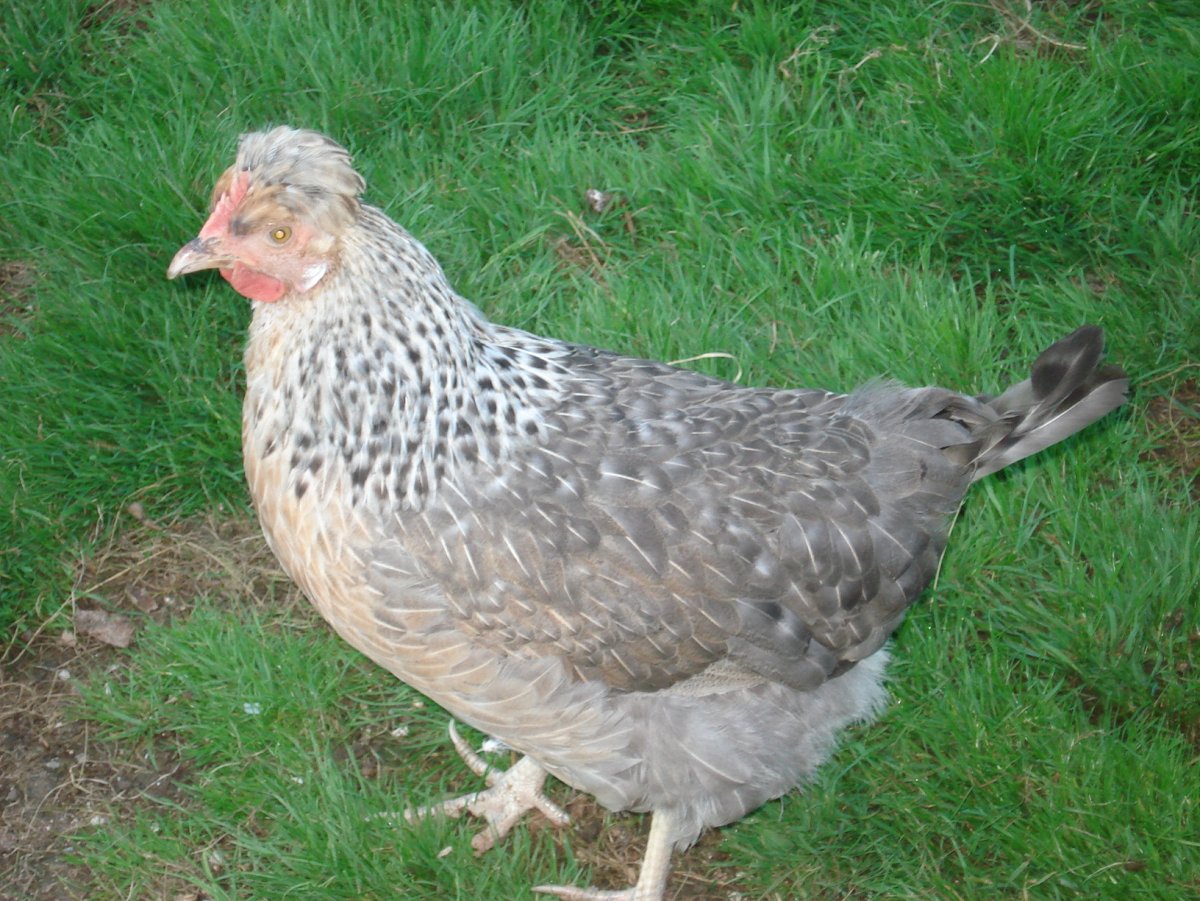 Легбар хохлатый