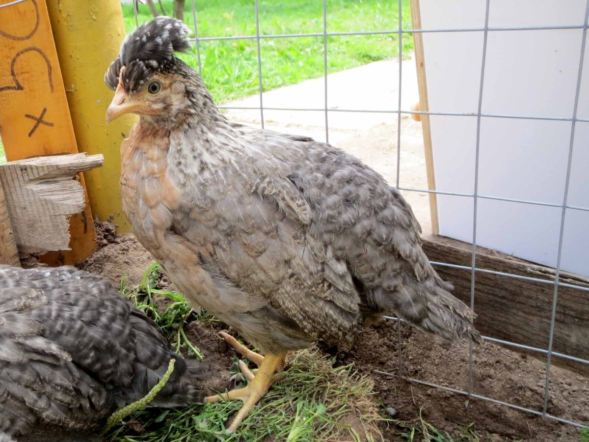 Легбар Маран