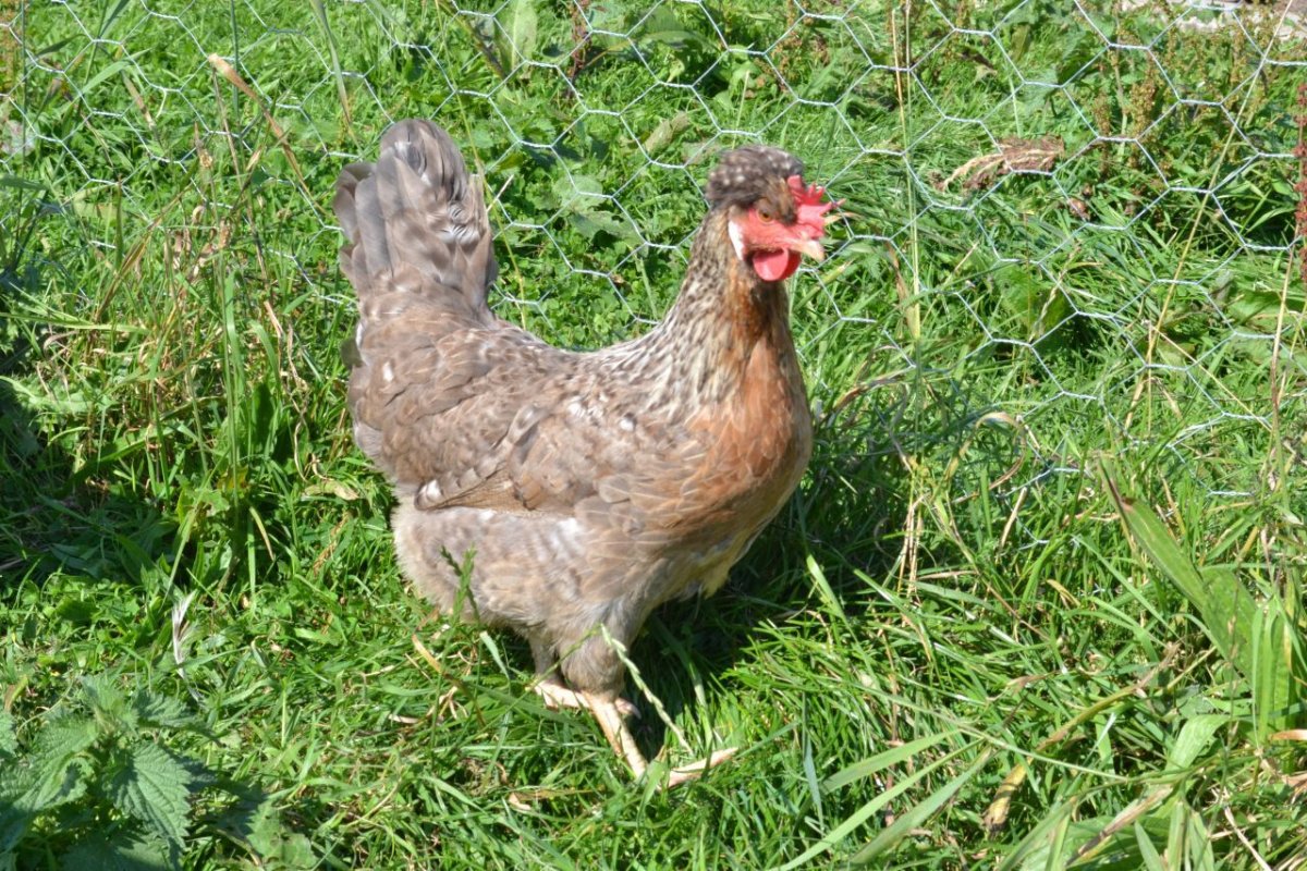 Курица Легбар