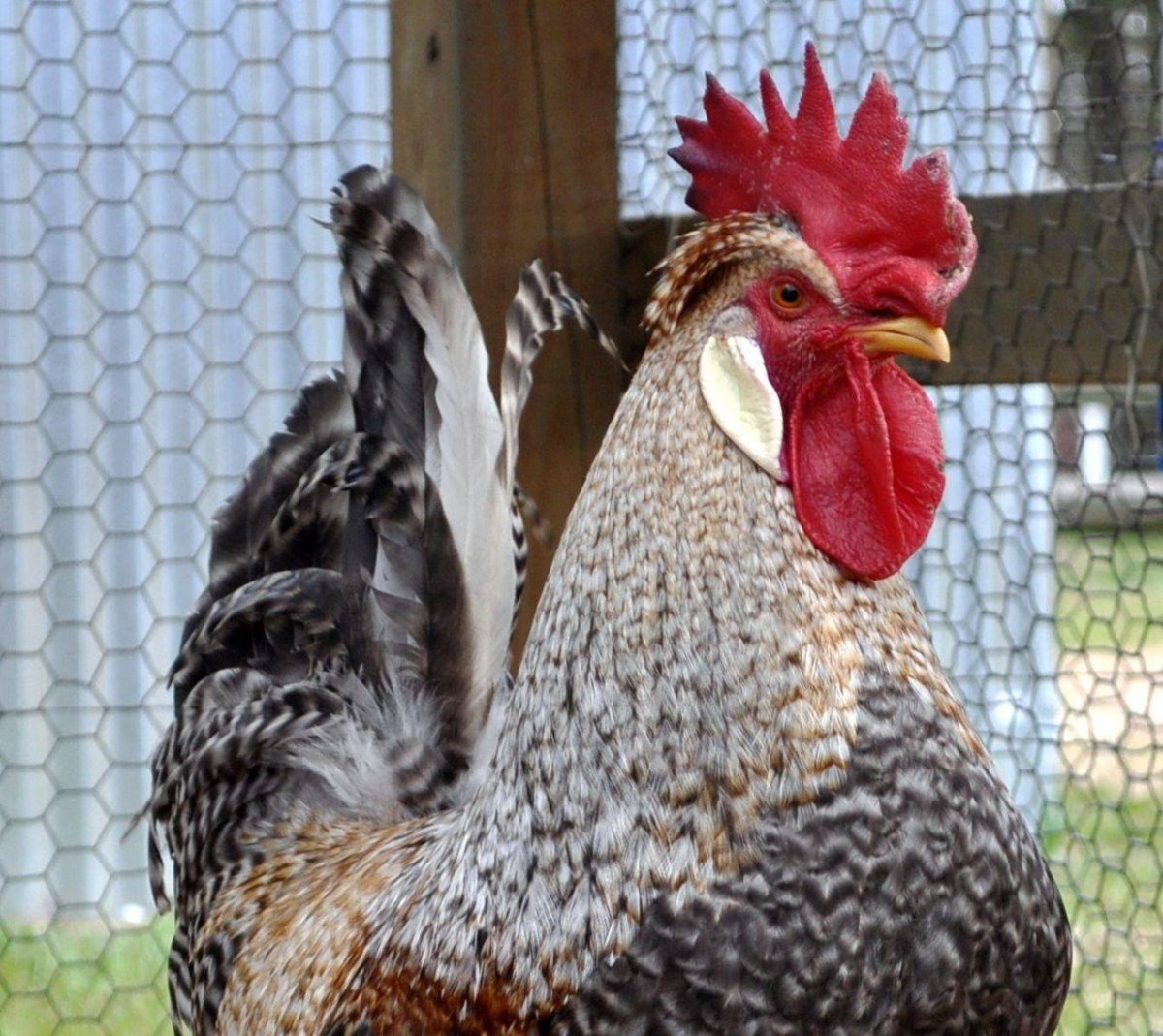 Легбар Доминант