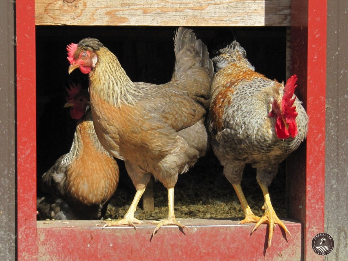 Легбар мраморный