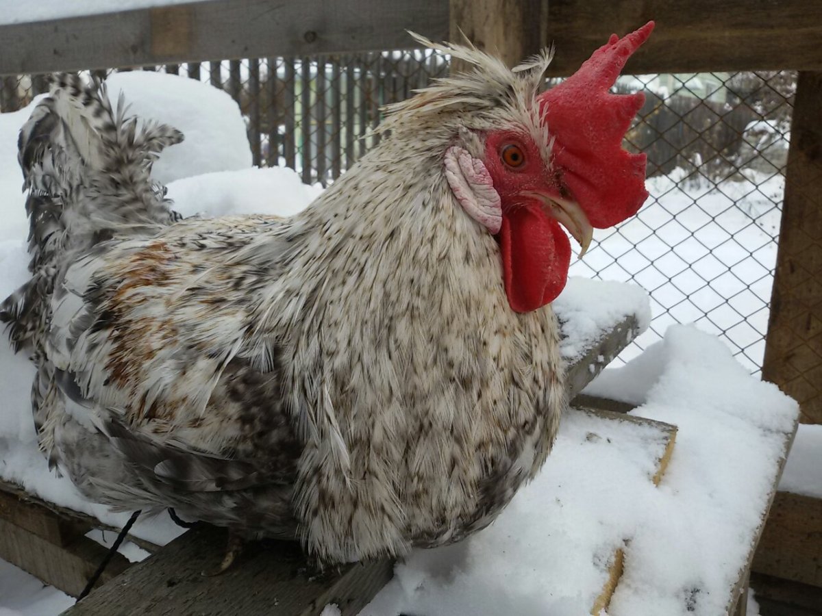 Легбары порода кур