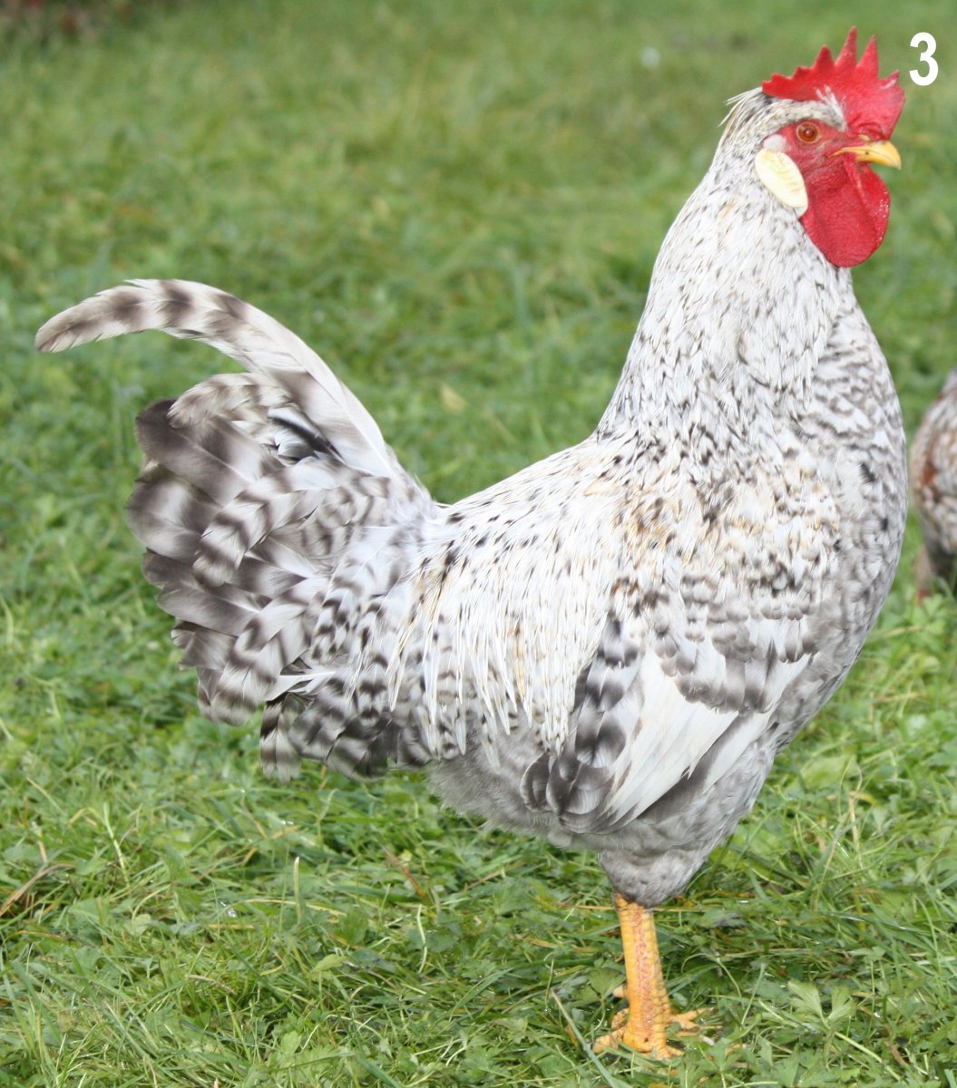 Пасхальные куры Легбар ИС