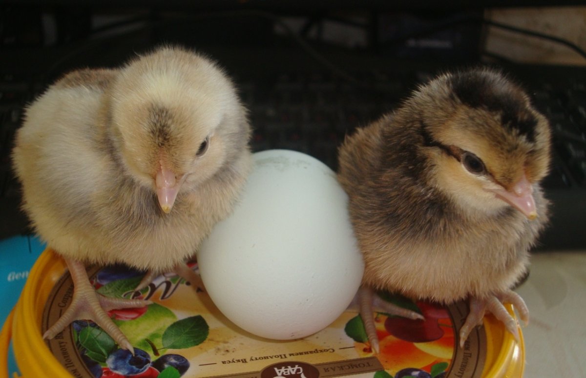 Золотой Легбар