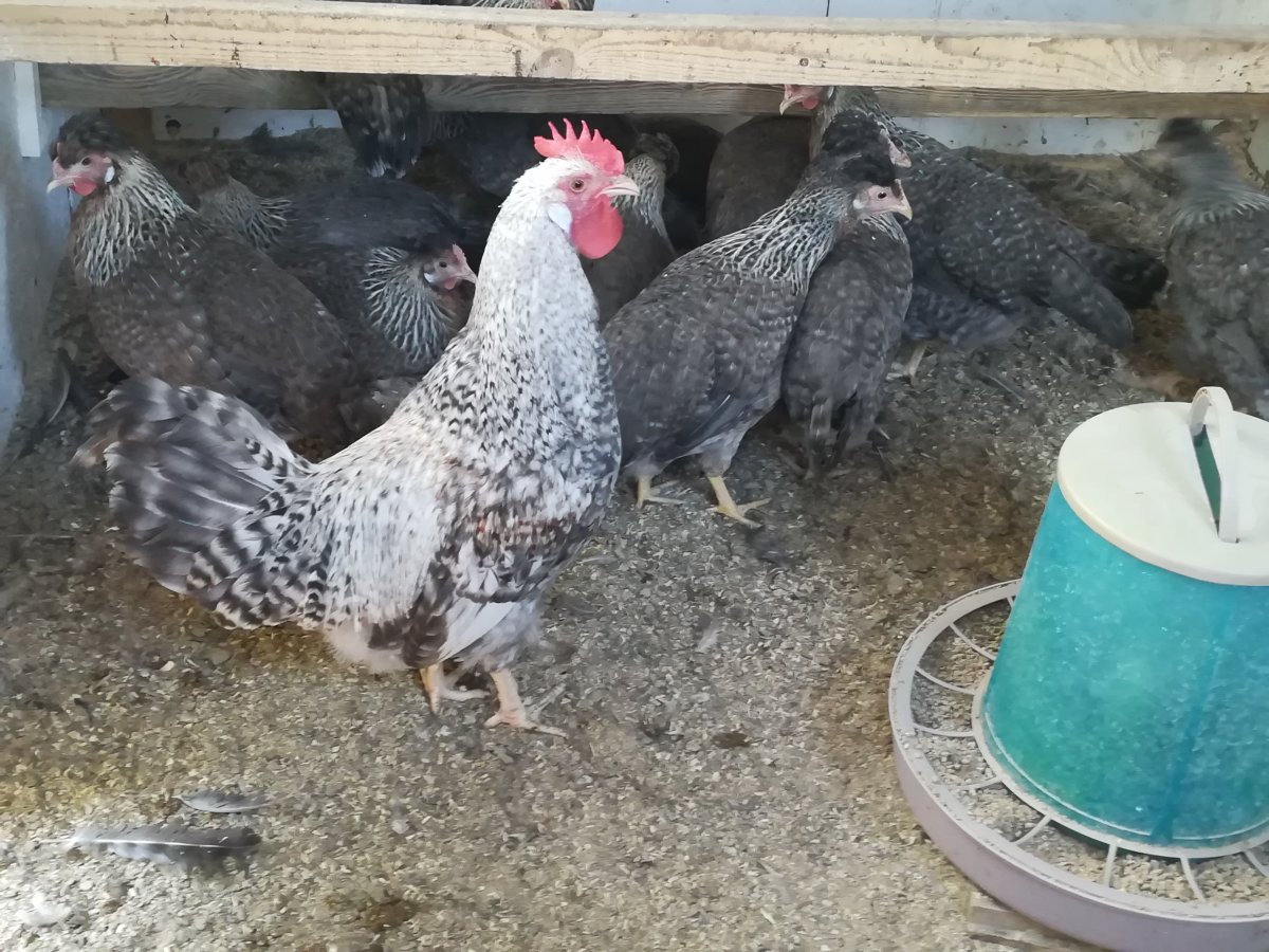 Легбар хохлатый