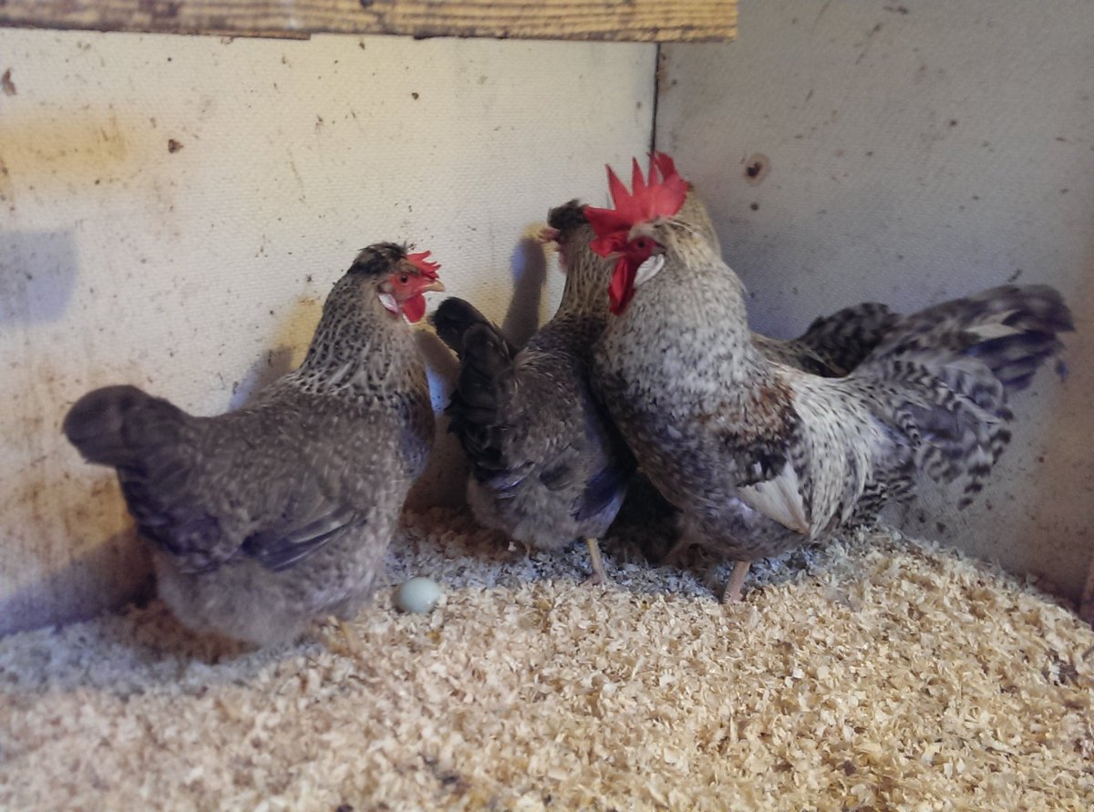 Петух Легбар