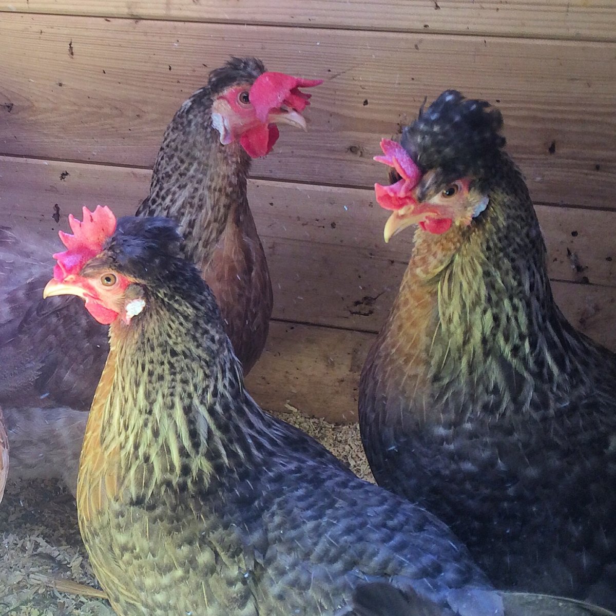 Легбар кремовый порода