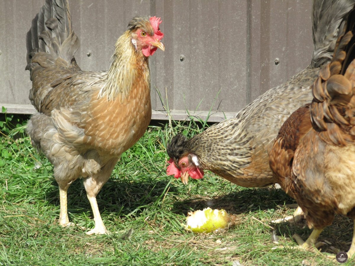 Легбар кремовый петух