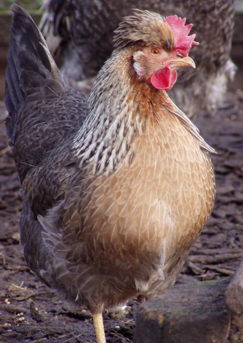 Цыплята Легбар