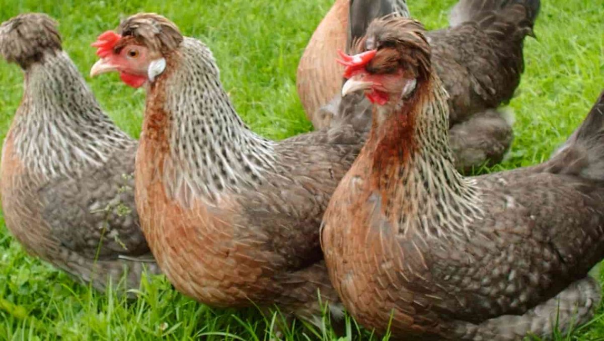 Инкубаторские петухи