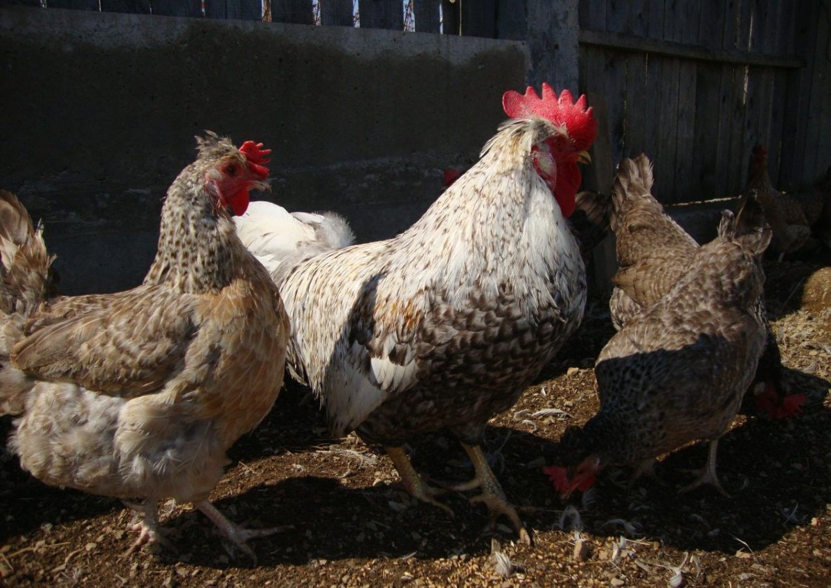 Куры породы Легбар