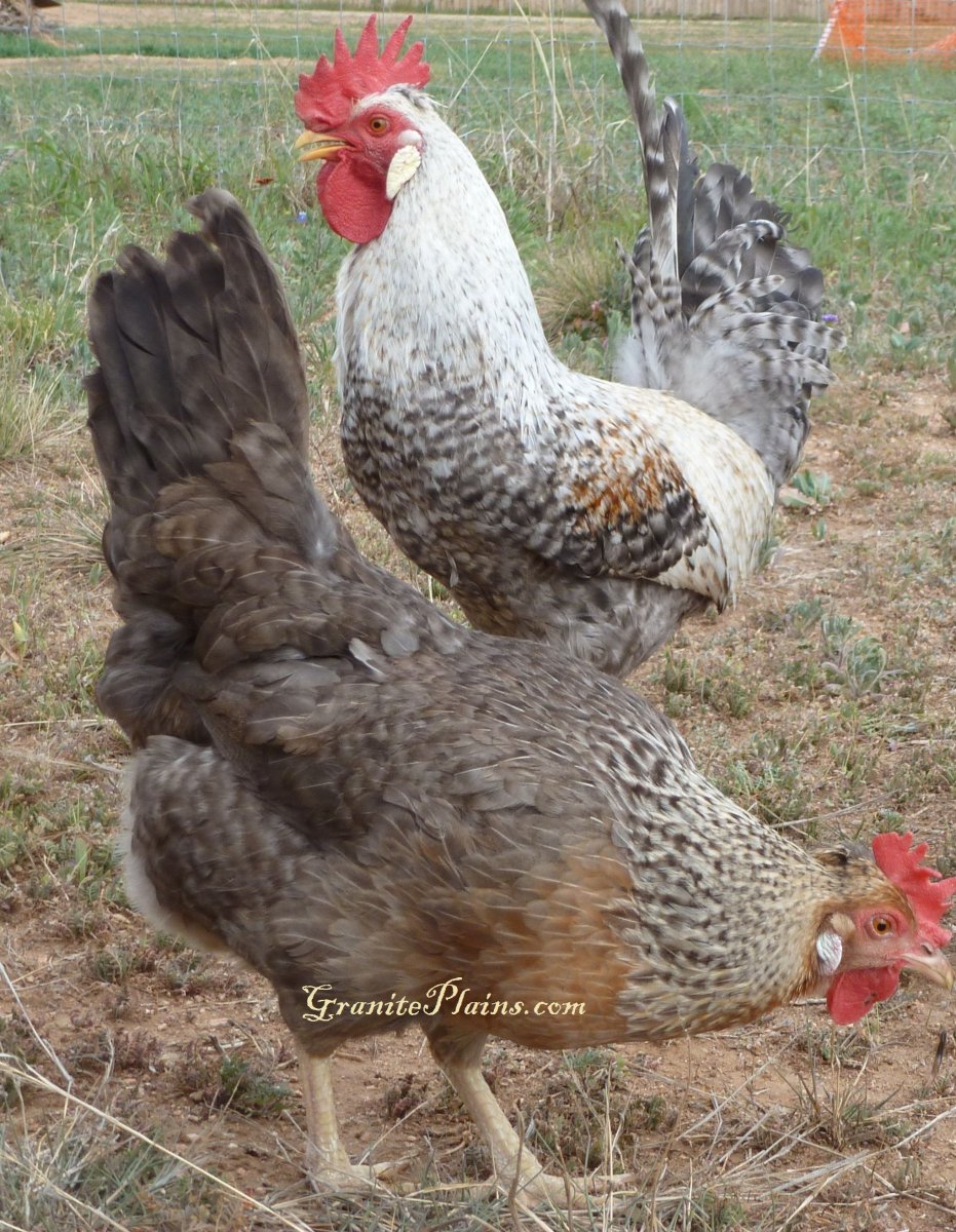 Куры несушки легбары