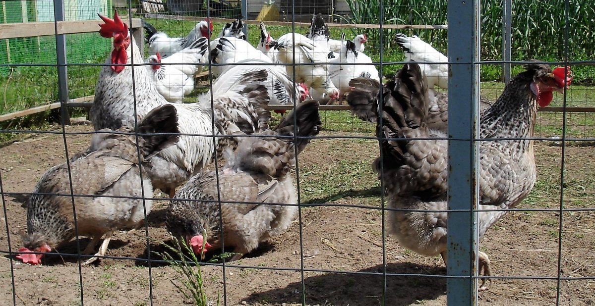 Легбар Далматин