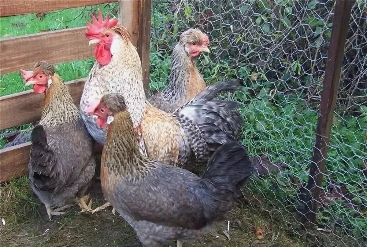 Легбар порода кур яйца