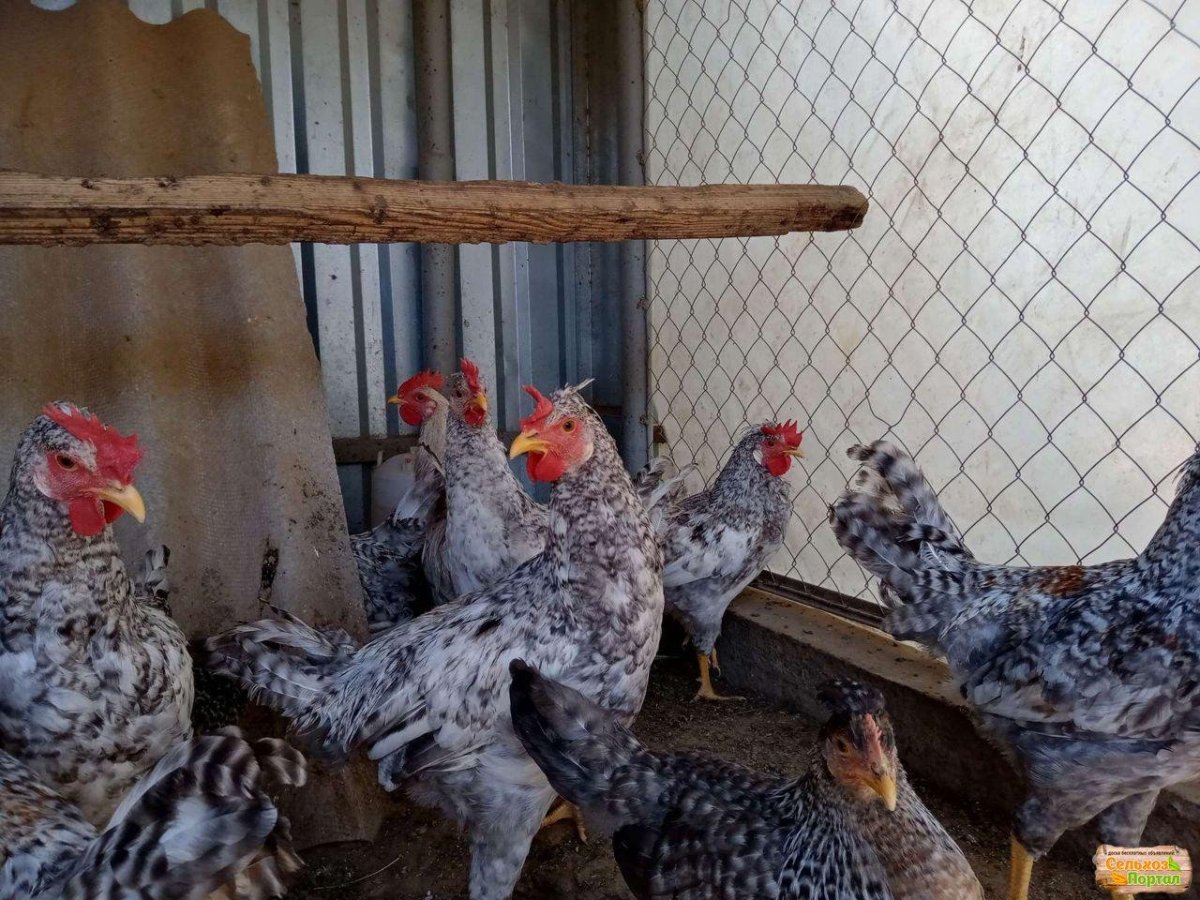Куры Легбар яйца