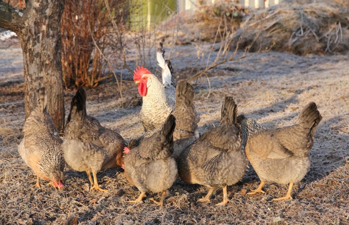 Леггорн куропатчатый