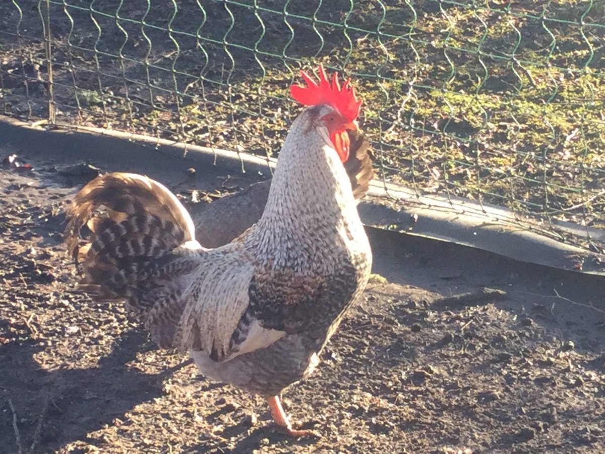 Легбар хохлатый