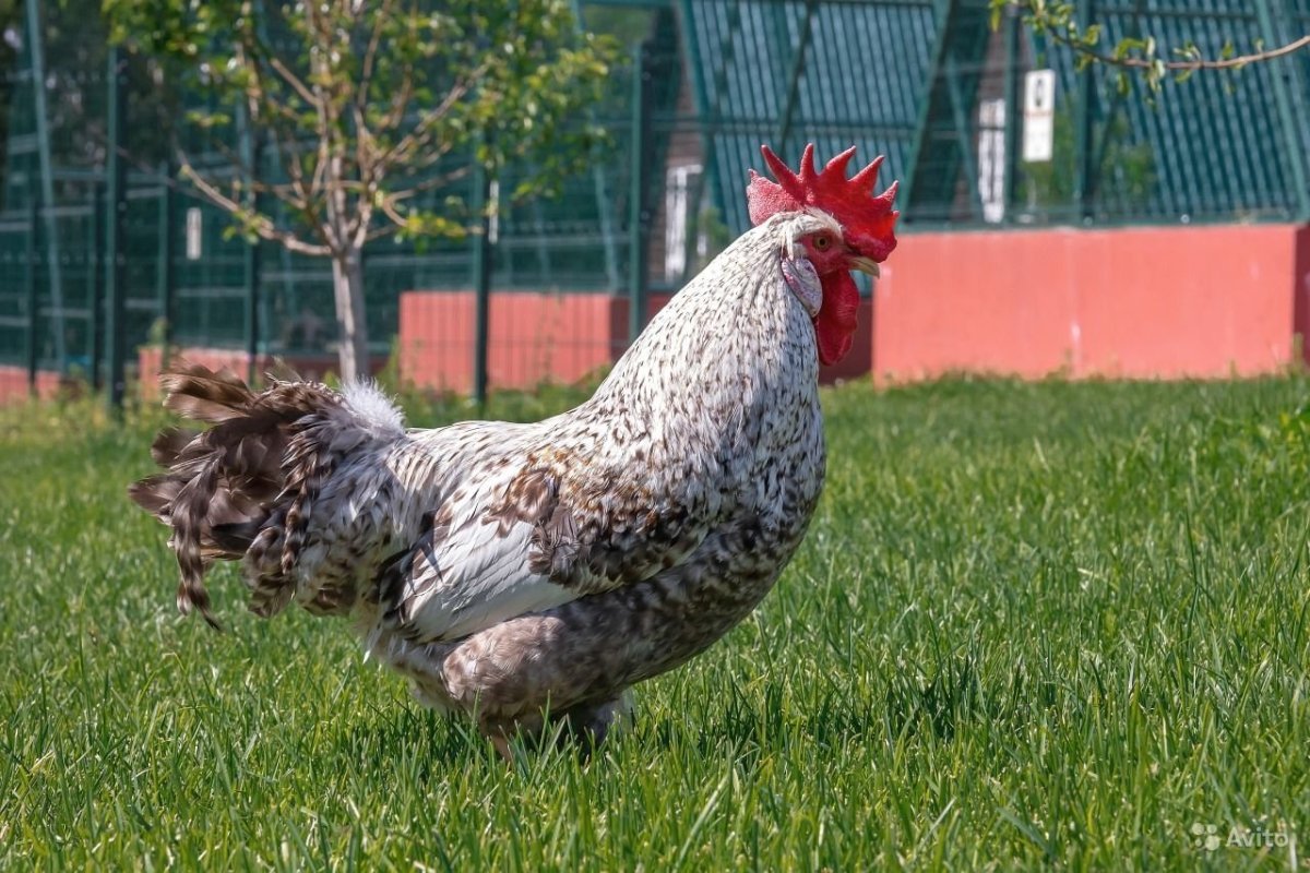 Легбар кремовый хохлатый